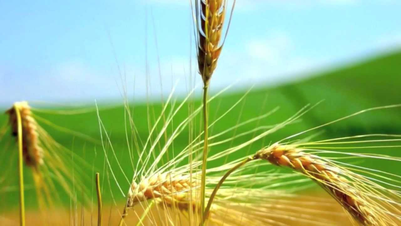 IMAGEN TRIGO